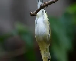 Vermivora peregrina