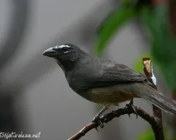 Saltator coerulescens