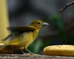 Piranga rubra