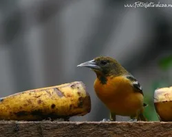 Icterus galbula