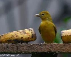 Piranga Rubra