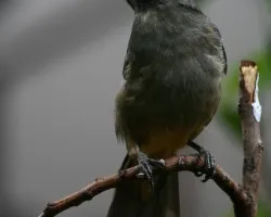 Saltator coerulescens