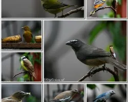 Collage