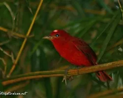 Piranga rubra