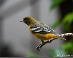 Icterus galbula