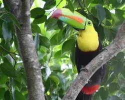 Ramphastos sulfuratus