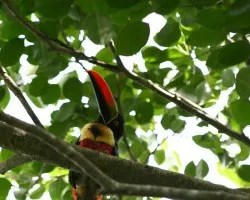 Pteroglossus frantzii