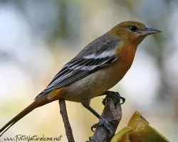 Icterus galbula