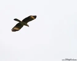 Milvago chimachima