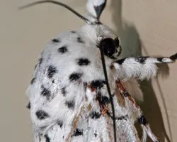 Polilla Dalmata