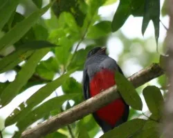 Trogon massena
