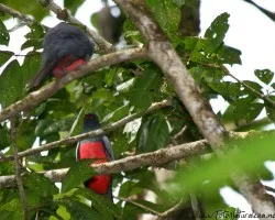 Trogon massena