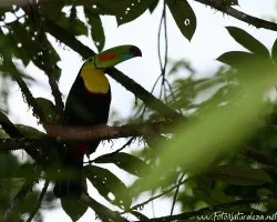 Ramphastos sulfuratus