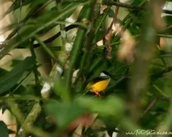 Manacus candei
