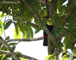 Ramphastos swainsonii
