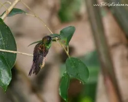 Chalybura urochrysia