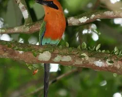 Baryphthengus martii