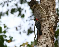 Melanerpes pucherani
