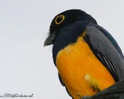 Trogon violaceus