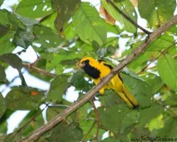 Icterus mesomelas