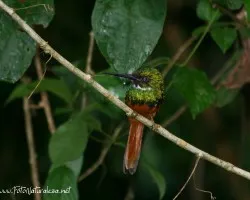 Galbula ruficauda