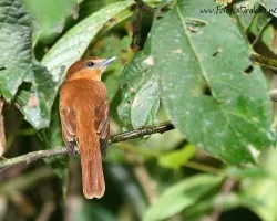 Pachyramphus cinnamomeus