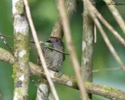 Cymbilaimus lineatus