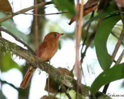 Rhytipterna holerythra