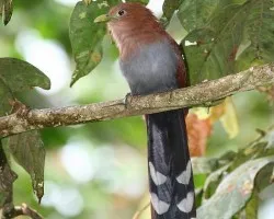 Piaya cayana