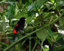 Ramphocelus passerinii
