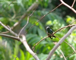 Chlorostilbon canivetii