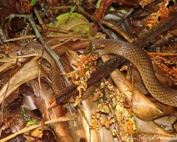 Spilotes pullatus