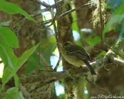 Empidonax flavescens