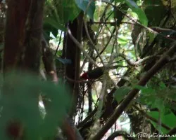 Eubucco bourcierii
