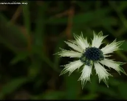 Flor de Pasto