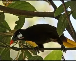 Psarocolius montezuma