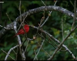 Piranga rubra