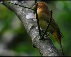 Piranga rubra