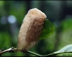 Gusano Raton
