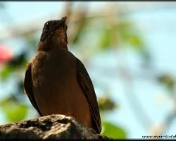 Turdus grayi