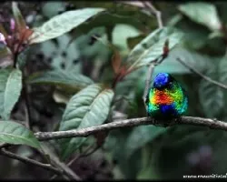 Panterpe insignis