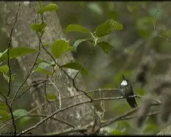 Lampornis Cinereicauda
