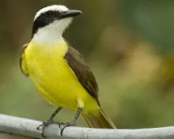 Pitangus sulphuratus