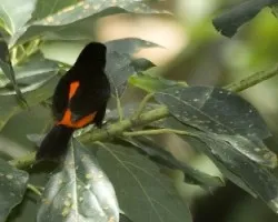 Ramphocelus passerinii