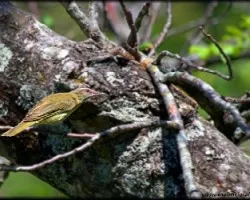 Vireo olivaceus
