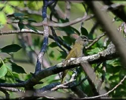 Vireo olivaceus