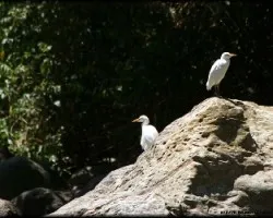 Bubulcus ibis