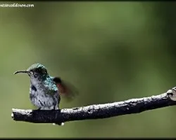 Archilochus colubris