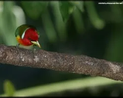 Eubucco bourcierii