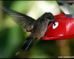 Colibri delphinae
